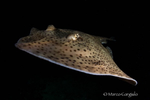 Raja, night dive by Marco Gargiulo 